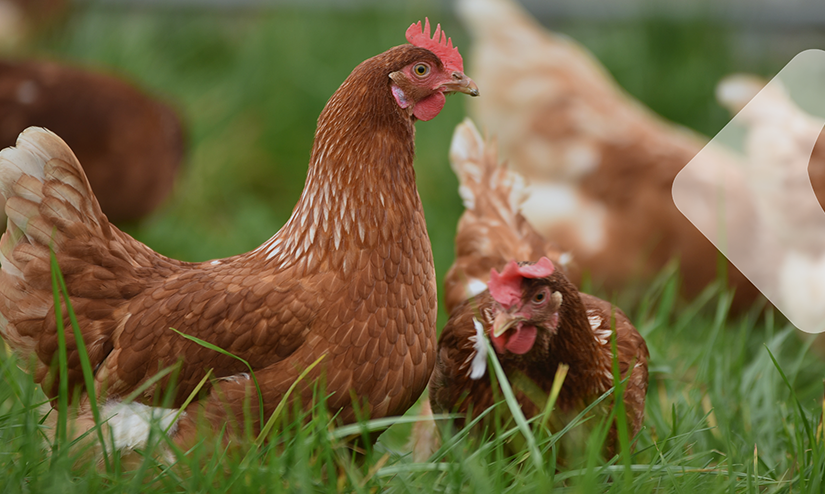 Bird flu drives demand for specialist insurance products